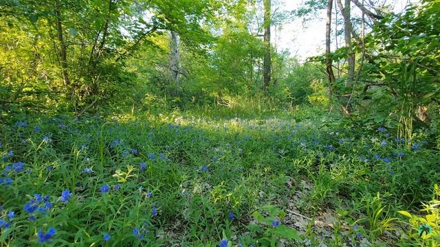 В лесу смотреть онлайн