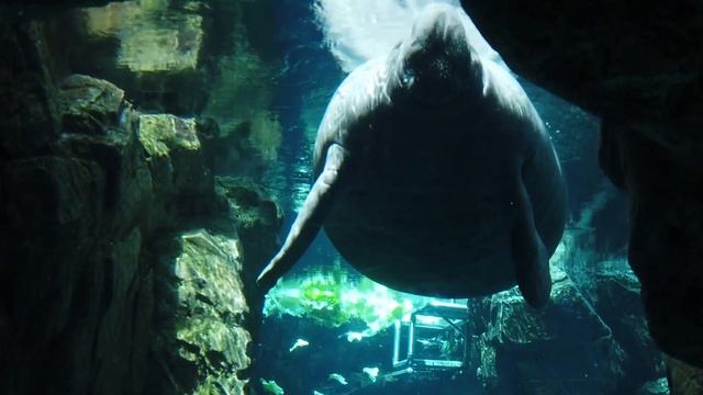 1 Hour Of Calming Music While Visiting The Aquarium - Relaxing Music - Sleep Music - Study Music смотреть онлайн