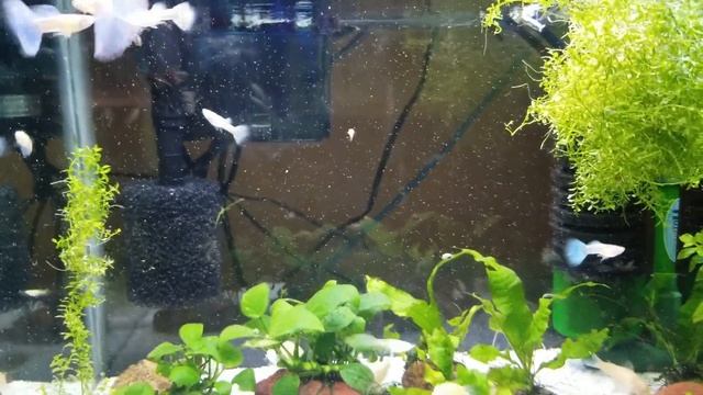 The Best Albino Blue Topaz Guppies (No Talking) смотреть онлайн