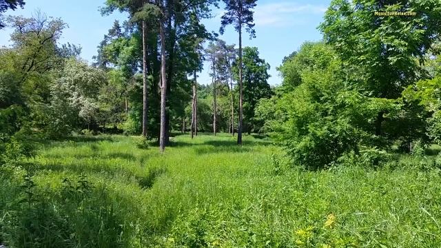 3 hours Spring Forest Sounds and Birdsong for Deep Sleep or Relaxing_002 смотреть онлайн