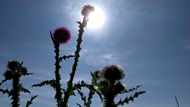 Степь смотреть онлайн