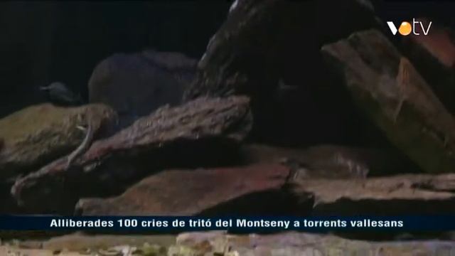 VOTV - Alliberades 100 cries de tritó del Montseny a torrents vallesans смотреть онлайн