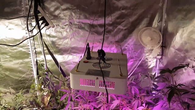 Budget Series 1 240W LED vs H&Grow 185W LED смотреть онлайн