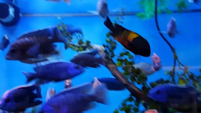 150 gal african cichlid tank!! смотреть онлайн