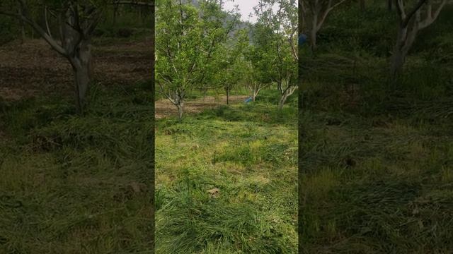 mulching in my apple orchard 20.04.2021 смотреть онлайн