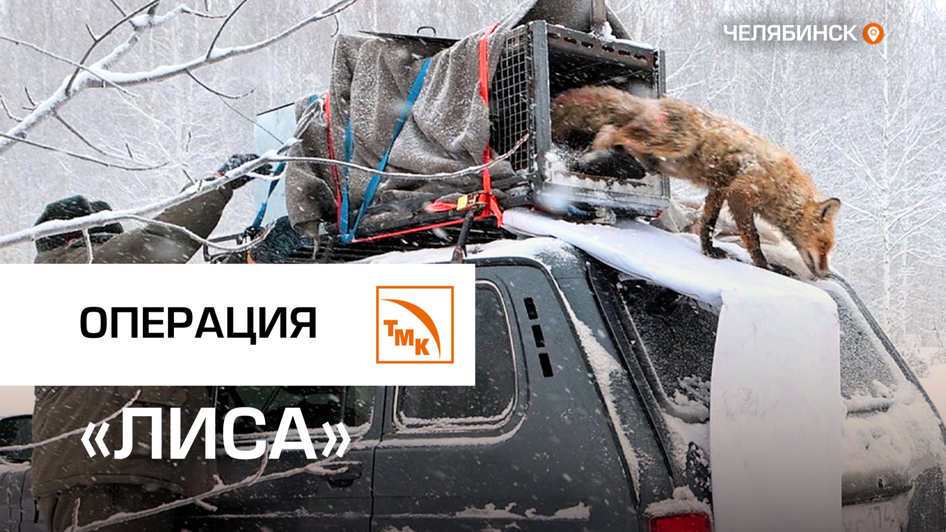 На ЧТПЗ спасли рыжего зверя