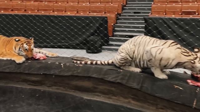 «Обеденная перекличка» (ТигроМания / Tigromania)