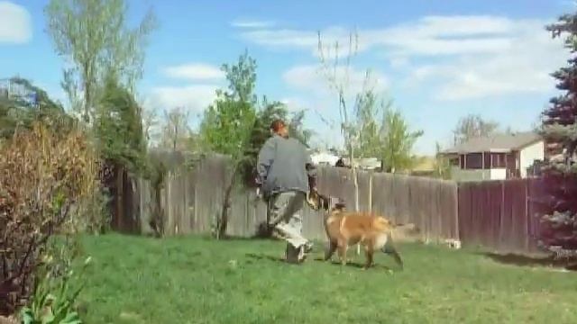 Logan, 9 mos Tervuren, tug work #2 смотреть онлайн