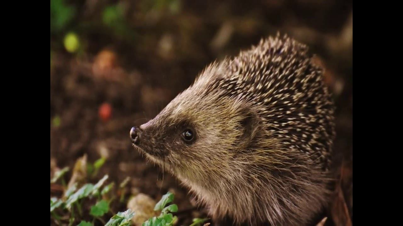 Щедрый Ёжик смотреть онлайн