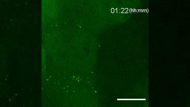 Single-Molecule Analysis of Viral Replication смотреть онлайн