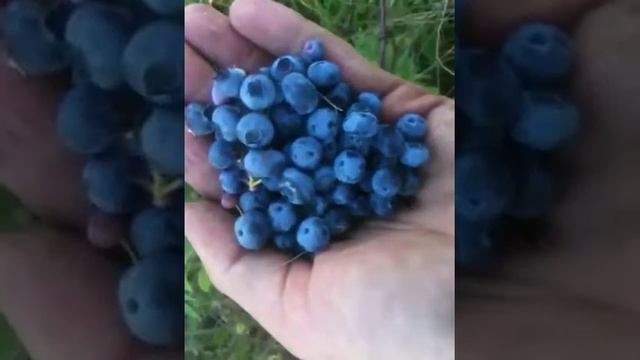 Blueberry crop смотреть онлайн