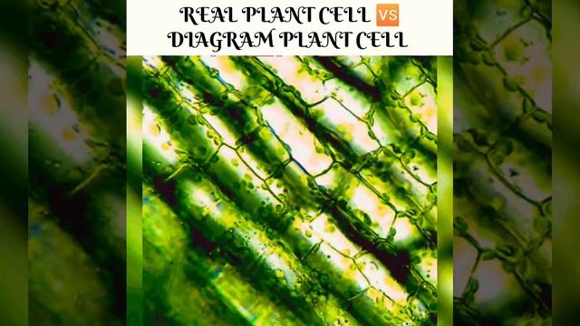 Real cell V\S diagram plant cell. Who is best comment your answer #AKU смотреть онлайн