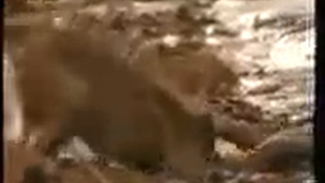 Умная макака смотреть онлайн