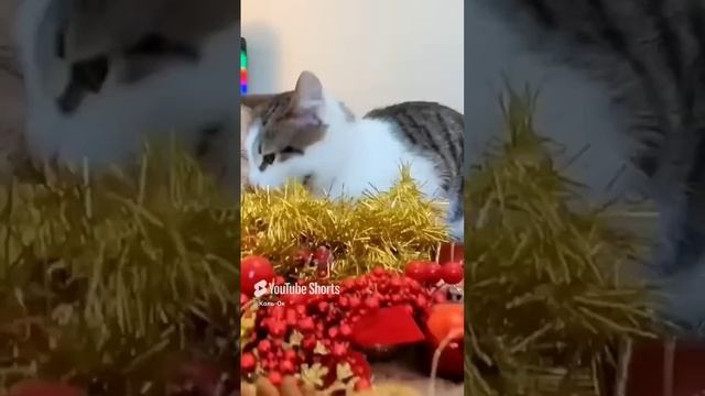 КОЛЬ-ОК (8) смотреть онлайн