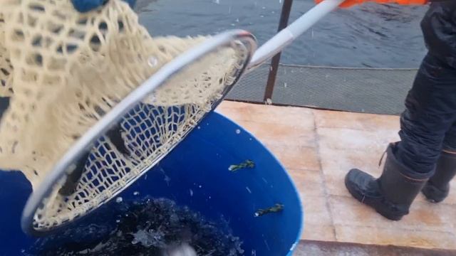 17-01-2025 смотреть онлайн