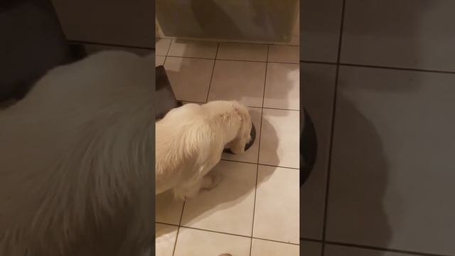 Pro plan large robust puppy au poulet zoomalia смотреть онлайн
