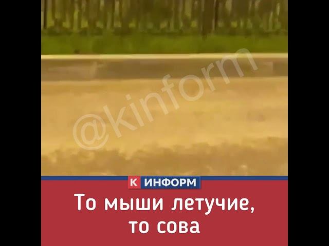 Сова в Сургуте смотреть онлайн