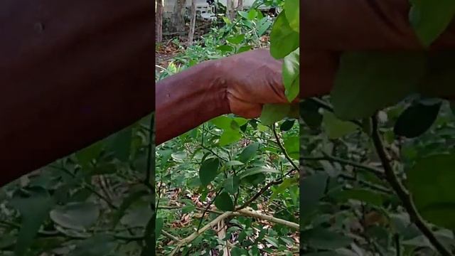 Air Layering Lime Tree Bears after 3 Years смотреть онлайн