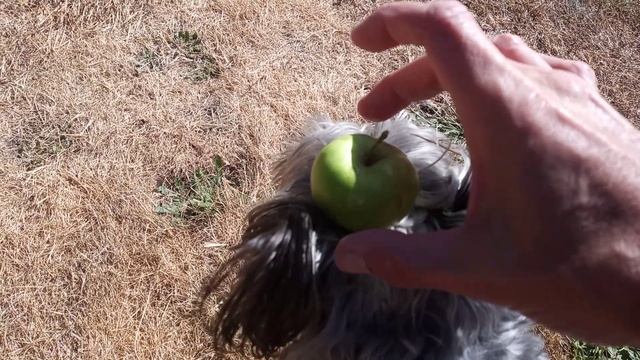 Playing "Apple" with Barley! he got the sneezies! he's ok.. смотреть онлайн