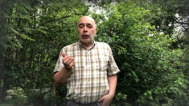 Про чаи с листьями земляники (клубники) смотреть онлайн