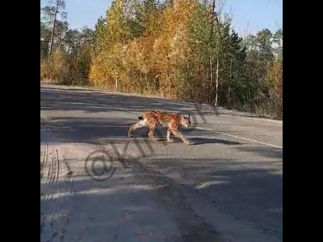 Рысь в Сургуте смотреть онлайн