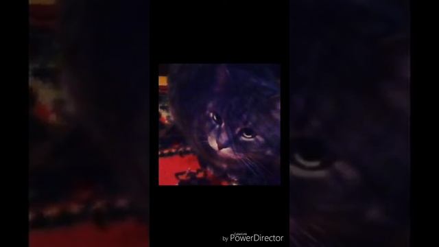 Фото альбом моего кота Алекса) смотреть онлайн