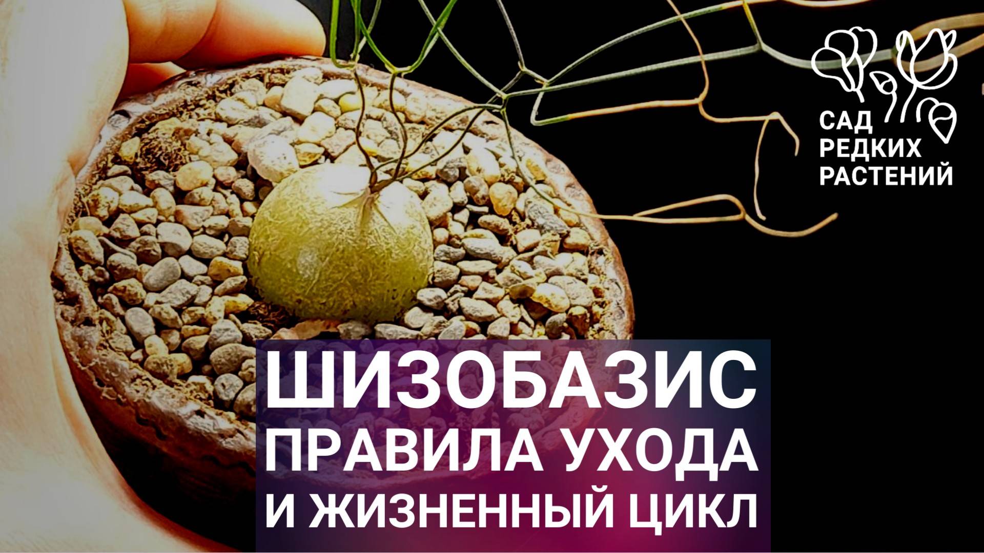 Шизобазис. Редкий суккулент или нашествие инопланетян?