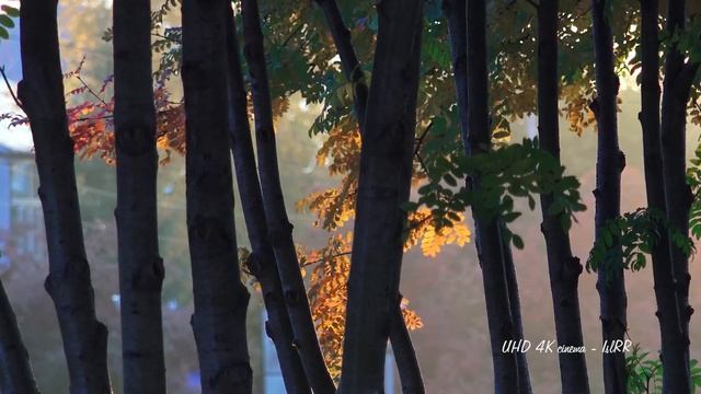 Осень рассвет (фрагмент) / Autumn dawn (fragment) смотреть онлайн