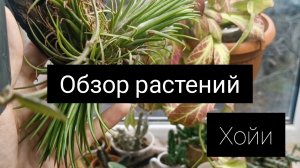 обзор растений ( хойи)