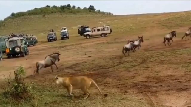 Bualli që sulmon Luanët por.. a trembet një luan nga një buall...? (shiko videon në pjesen e dyte) смотреть онлайн
