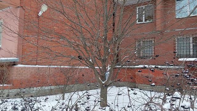 Черный дрозд из Усадьбы Сосновка прилетел на кормушку. 27 декабря 2023 г. смотреть онлайн