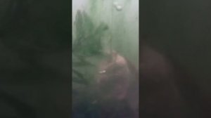 Реакция рыбы на топлённое молоко эффективная прикормка для рыбалки подводная сьемка ☣ #Shorts