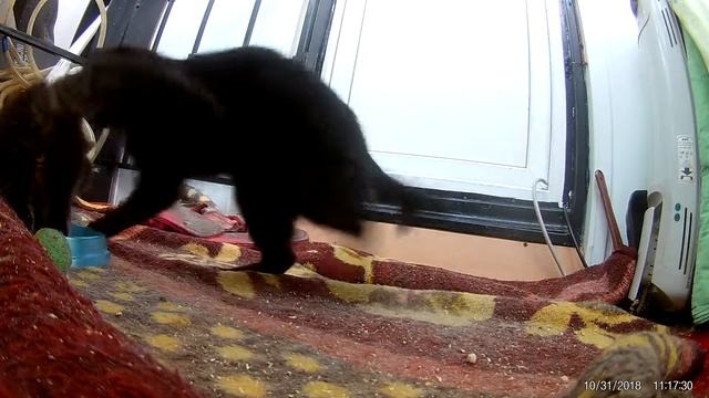 Свисток и Кнопка смотреть онлайн
