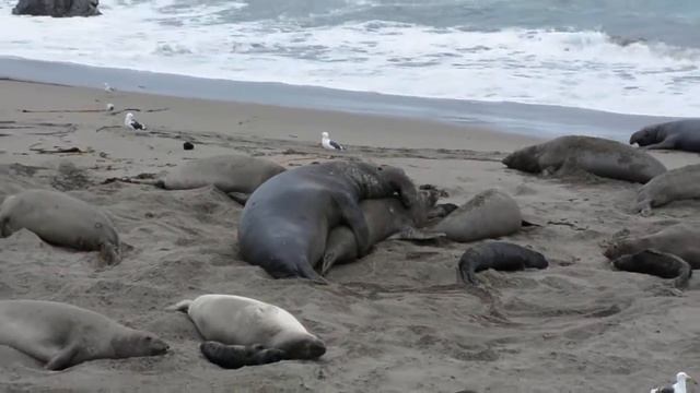 More Elephant Seal Mating