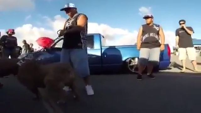 El Niner Aloha Bullylaulea August 2014 смотреть онлайн