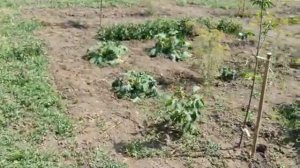 Жара !!!!  3,4,5 июля 2024