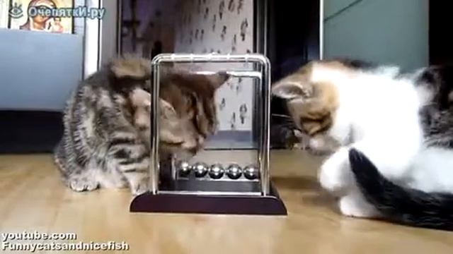 Котята физики Умные Смотреть Всем смотреть онлайн