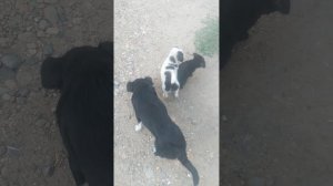 Собака
Домашнее животное,