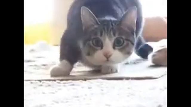 На старт, внимание, марш!!! смотреть онлайн