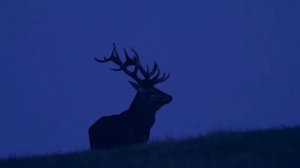 За час до рассвета - песня о надежде красивое видео