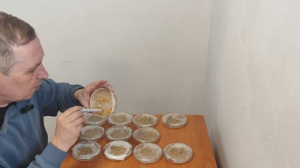 Влияние различных веществ на скорость прорастания зерна