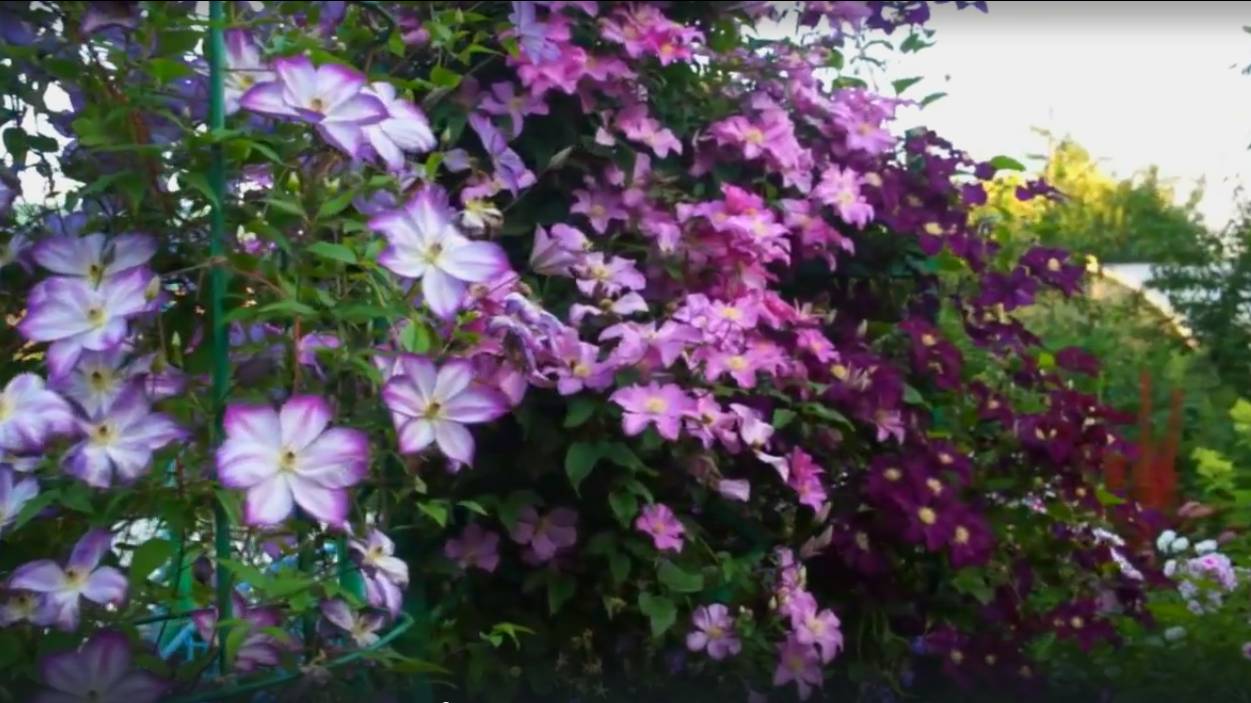 Клематис Перниль- идеальный компаньон