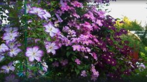 Клематис Перниль- идеальный компаньон