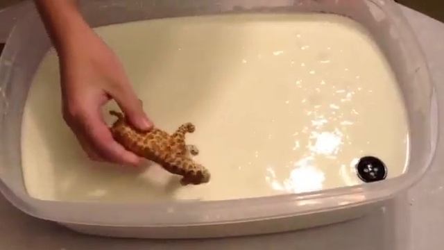 Quicksand Experiment: Is it Solid or Liquid? - Part II (Density and Viscosity) смотреть онлайн
