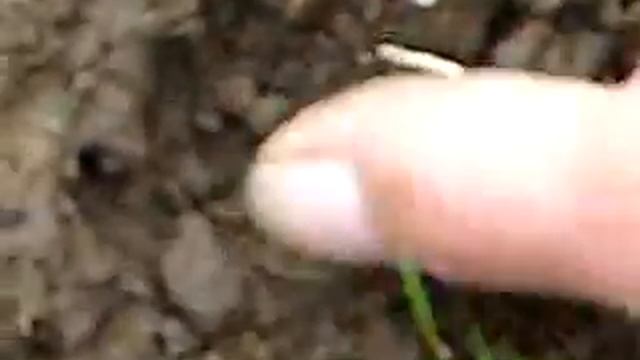 detecting shropshire with ground raider 1 смотреть онлайн