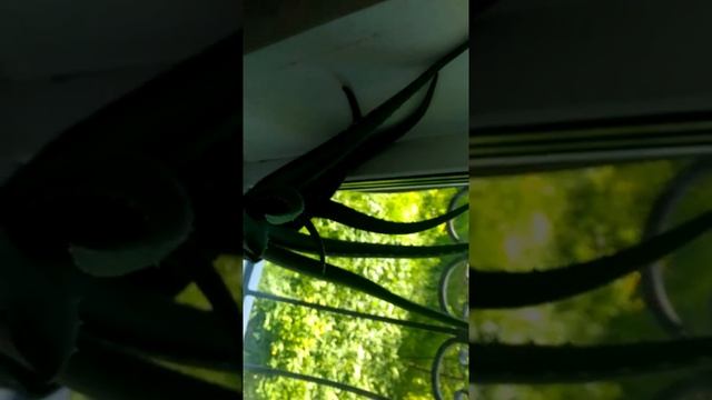 Сильный раствор для полива цветов. смотреть онлайн
