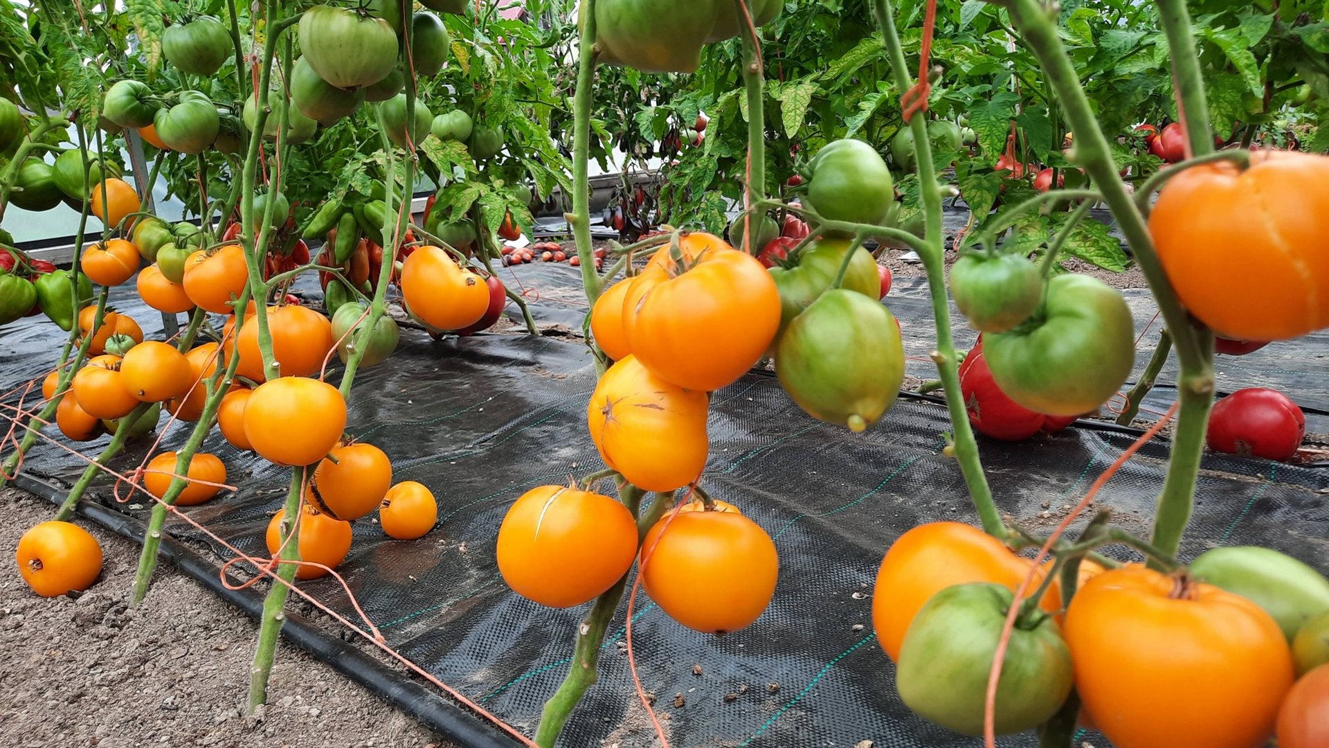 Проверенный сорт томатов - Гном Золотое сердце смотреть онлайн