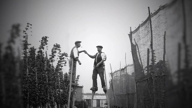 Odell Brewing's Wolf Picker Experimental IPA смотреть онлайн