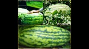 CAROLINA CROSS MELON WATERMELON SEEDS  on www.MySeeds.Co