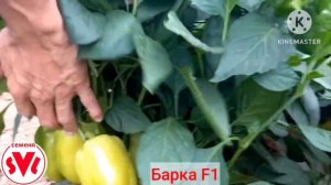Перец Барка F1 новинка от Sevalsi/Севалси семена